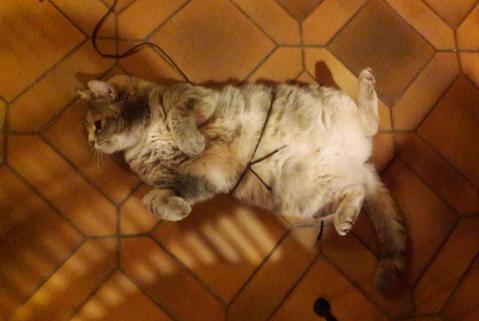 Vermisstmeldung Katze Weiblich , 7 jahre Fontenais Schweiz Vermisstmeldung Katze Weiblich , 7 jahre Fontenais Schweiz