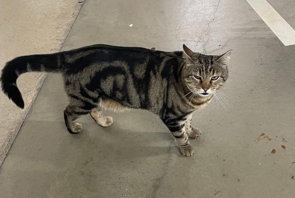 Discovery alert Cat miscegenation Female La Chaux-de-Fonds Switzerland
