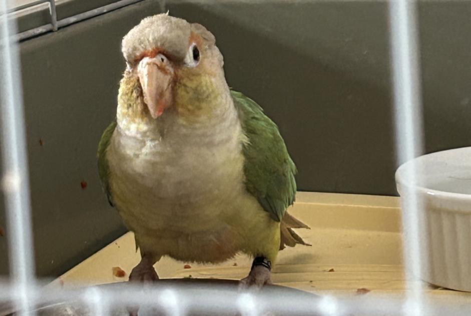 Alerta de Hallazgo Pájaro Desconocido Bex Suiza