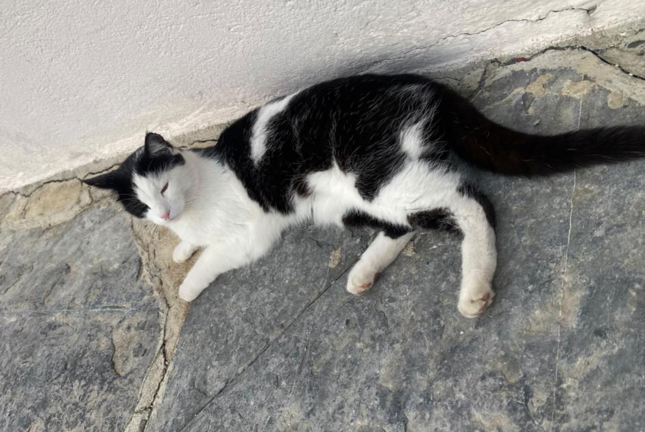 Alerte Découverte Chat Femelle , 2 ans Savièse Suisse Alerte Découverte Chat Femelle , 2 ans Savièse Suisse