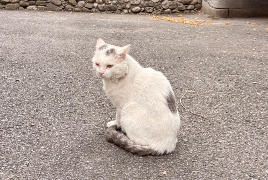 Alerte Découverte Chat Mâle , 1 année Aigle Suisse Alerte Découverte Chat Mâle , 1 année Aigle Suisse