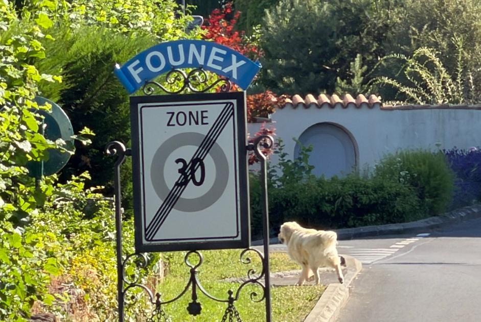 Alerte Découverte Chien Inconnu Founex Suisse Alerte Découverte Chien Inconnu Founex Suisse