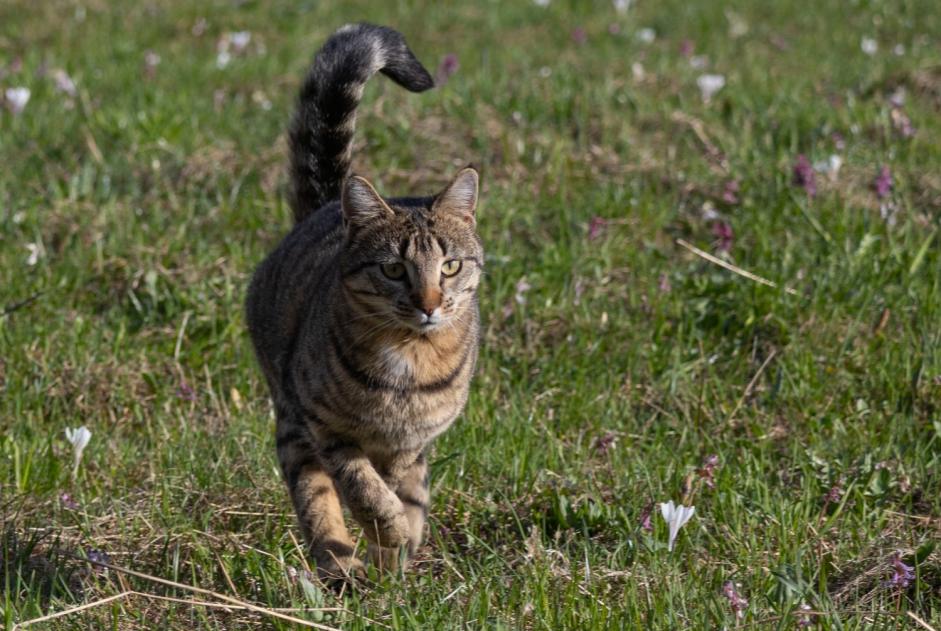 Verdwijningsalarm Kat Vrouwtje , 2 jaar Riddes Zwitserland