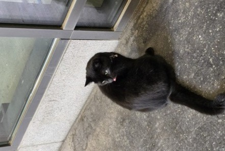 Alerta descoberta Gato Fêmea Biel Switzerland Alerta descoberta Gato Fêmea Biel Switzerland